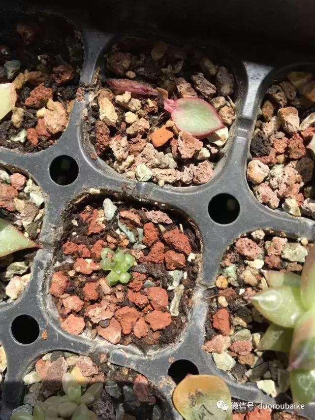 敲警钟安全行,室内喷杀虫剂对多肉有影响吗