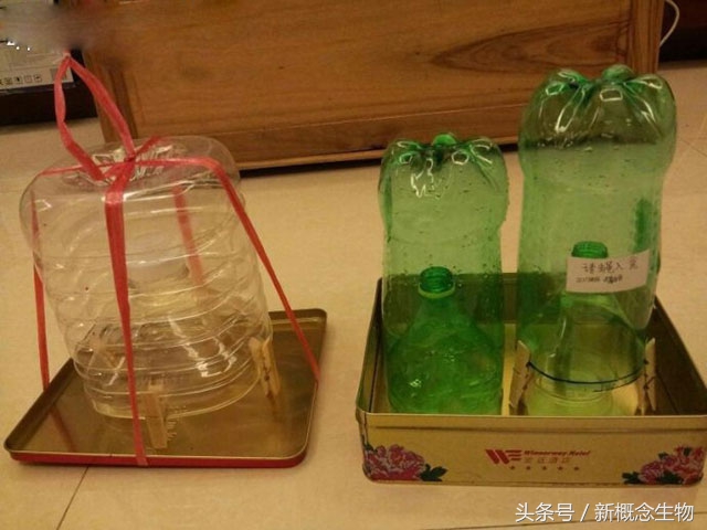 猪舍内蚊蝇自制小秘方,猪场捕苍蝇神器大全