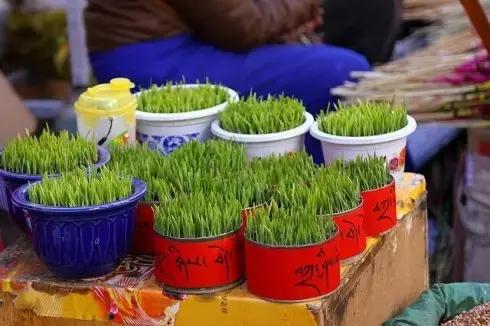 烤全羊、青稞酒、酥油茶，去*藏西**体验神秘的藏历新年，扎西德勒！