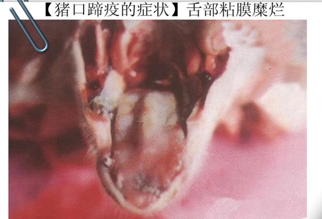 生猪口蹄疫病的预防和治疗,怎样预防和治疗口蹄疫