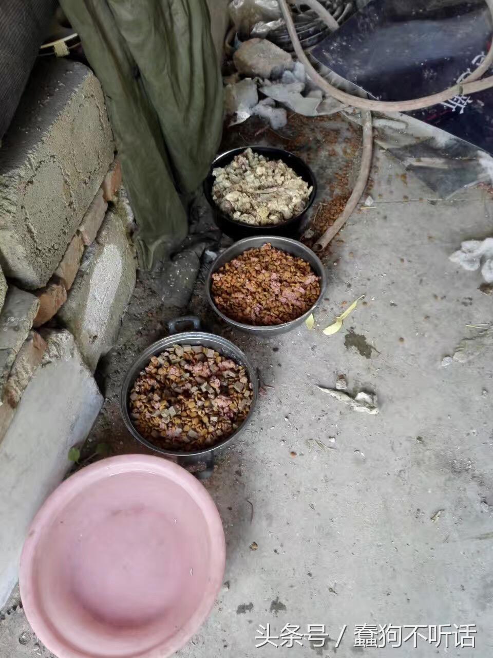 流浪狗自述真实故事,养一只流浪狗的自述