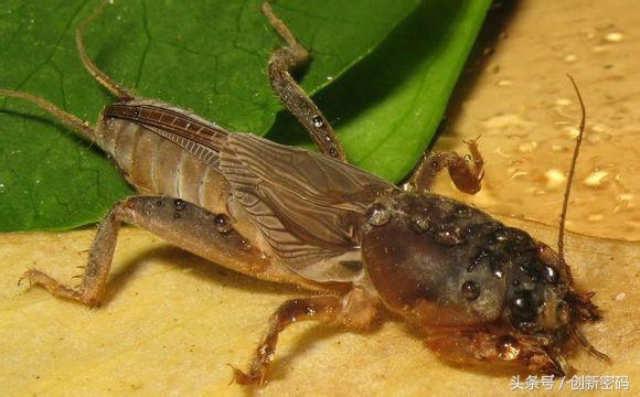 云南人站在食物链的顶端,死也不吃的食物