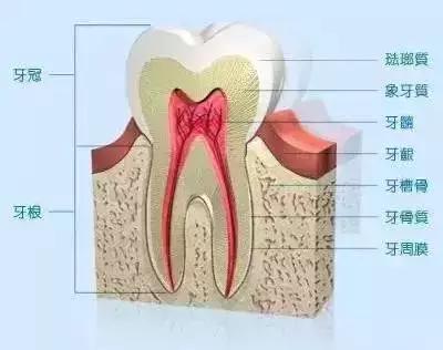 洗完牙后牙齿松动怎么办,烂牙洞疼痛造成牙齿松动