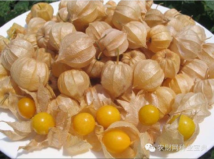 反季节大棚赚钱吗,反季节种植成本提高多少