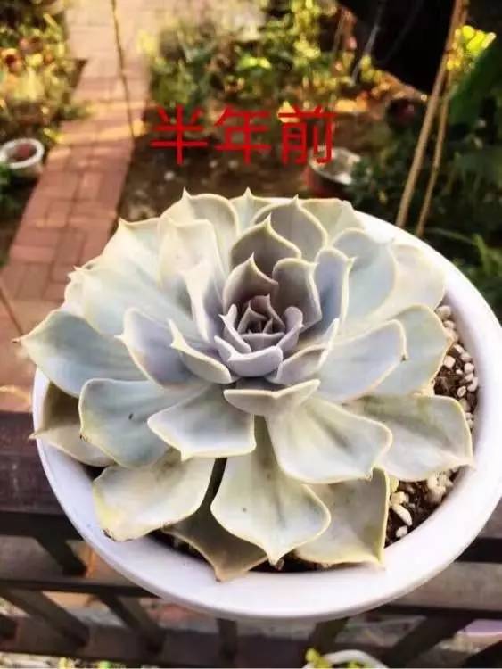 入坑仅1年，他的肉肉竟然全都大变样？！这真的是同一颗肉肉吗？