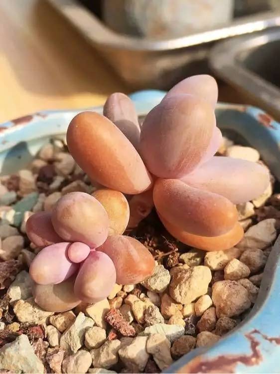 入坑仅1年，他的肉肉竟然全都大变样？！这真的是同一颗肉肉吗？