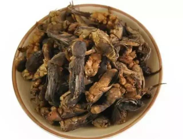 虫子卖到百元一斤,农村常见的虫子现在卖3000元一斤