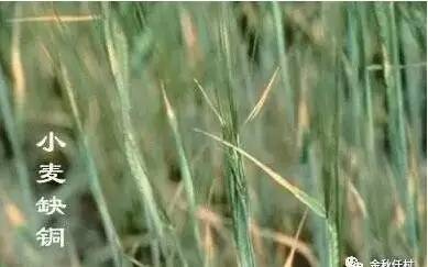 小麦抽穗期干尖是什么原因,小麦撒尿素后干尖如何补救