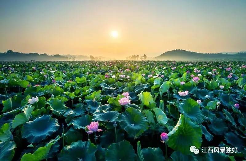 江西广昌白莲之乡,走遍江西100县