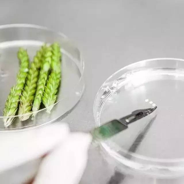 冰岛国宝级护肤精华Bioeffect，VOGUE推荐，老佛爷*用御**