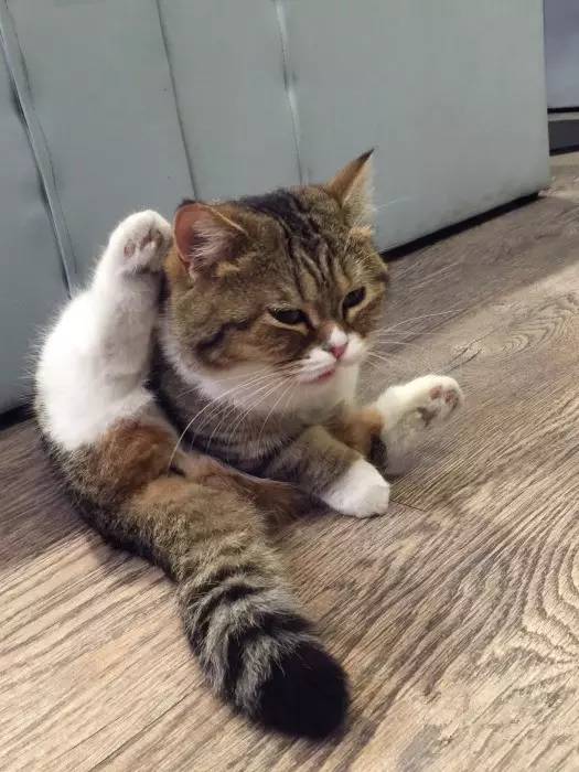 滚蛋吧肥肉君的视频,滚蛋吧肥肉君图片