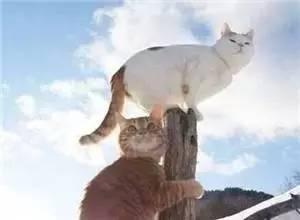 波尔多逆袭之路,波尔多葡萄酒发展过程