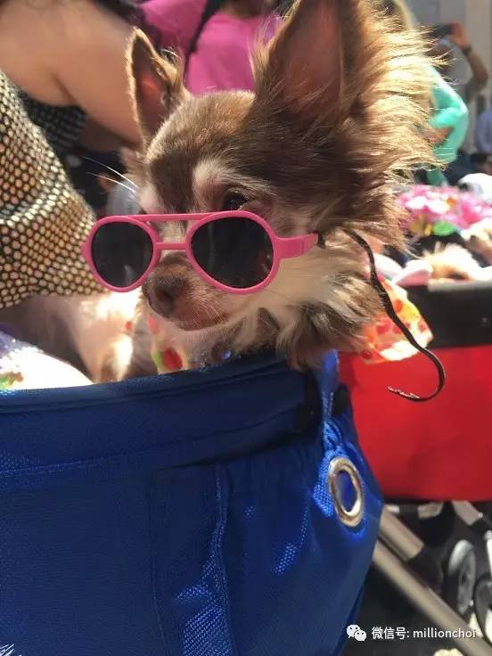 戛纳网红,戛纳的网红们