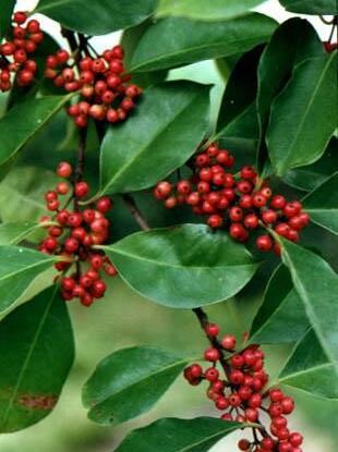 有哪些花卉可以驱蚊无毒,4种好看又好养的驱蚊花