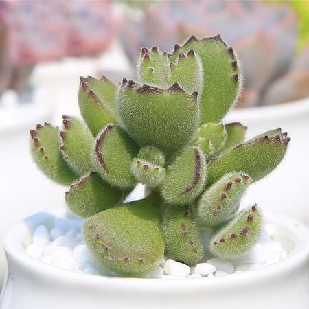 日本现“海豚多肉”萌炸了！但要养好可是很麻烦的！