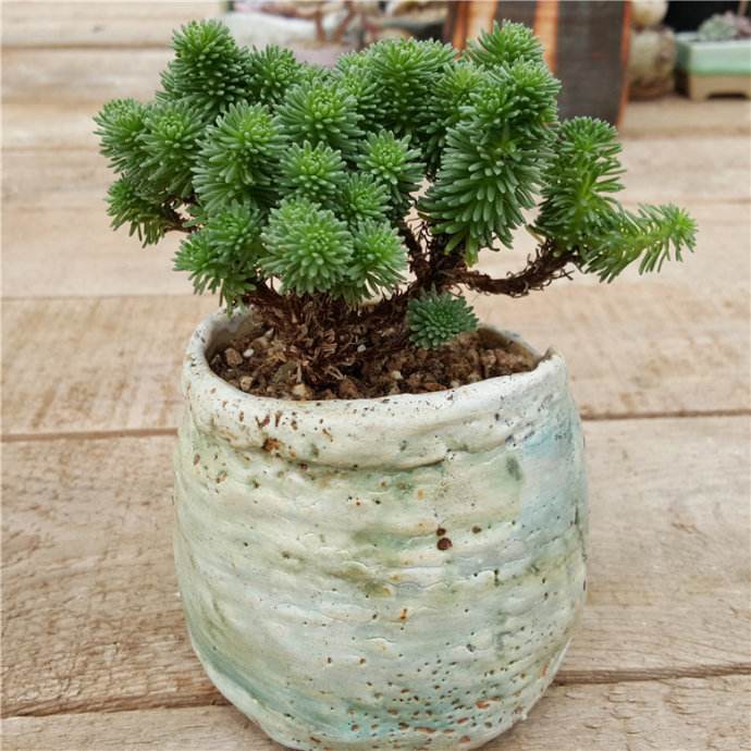 日本现“海豚多肉”萌炸了！但要养好可是很麻烦的！