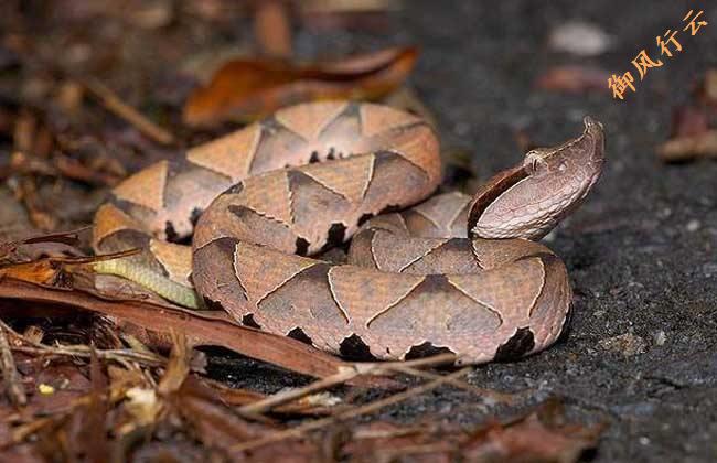 中国常见的十大毒蛇排行榜,中国最厉害的毒蛇是什么