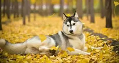 这种狗狗的“花柳病”，得了就必须安乐死？！