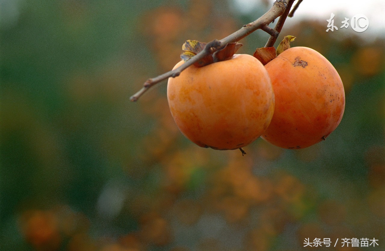 果树僵苗补救最佳方法,果树黄叶枯萎死苗