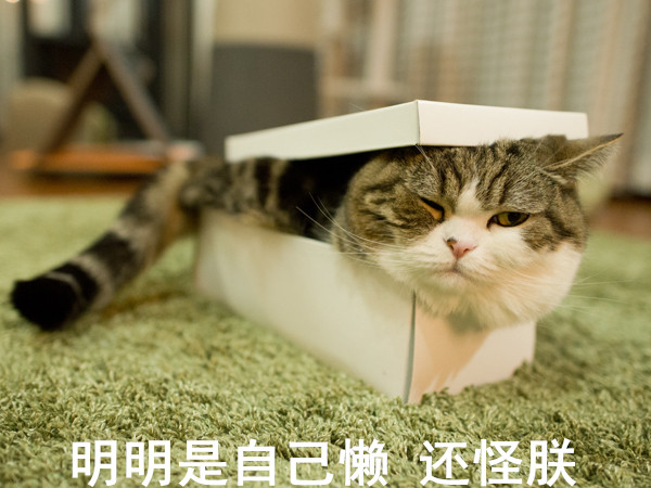 跟猫在一起最好的状态,和猫一起度过的日常生活