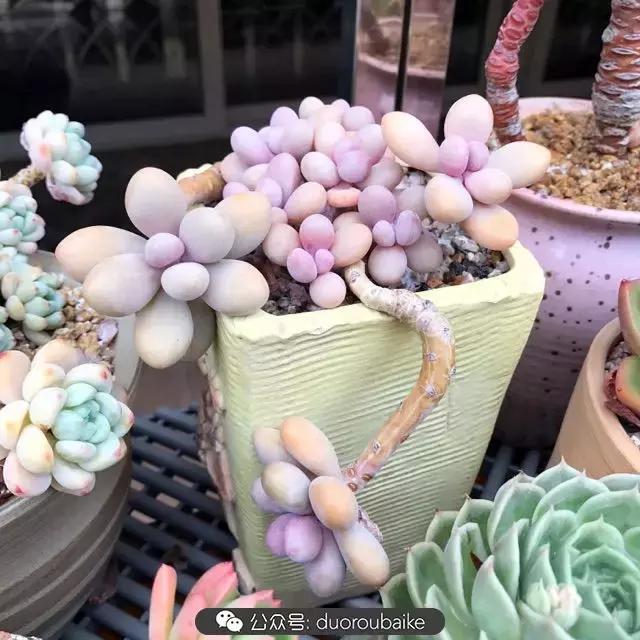 好养又耐看的多肉小老桩,好养活又漂亮的多肉老桩