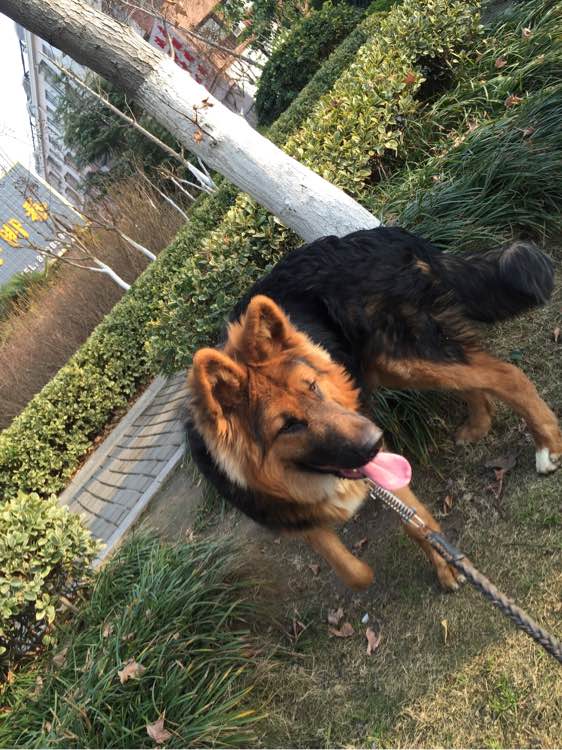 7个月的德牧还会长大吗,7个月的德牧怕冷吗