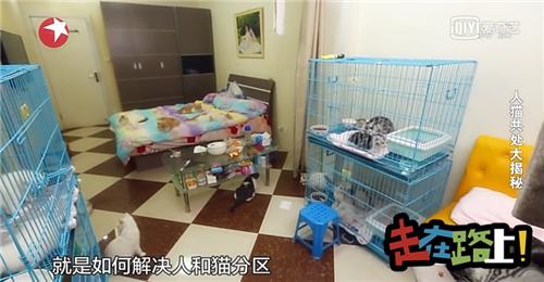 人猫共存空间设计,两只公猫两只母猫的房间怎么设计