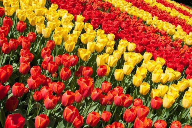 全球最适合华人居住的城市,年轻人最想去的top5城市