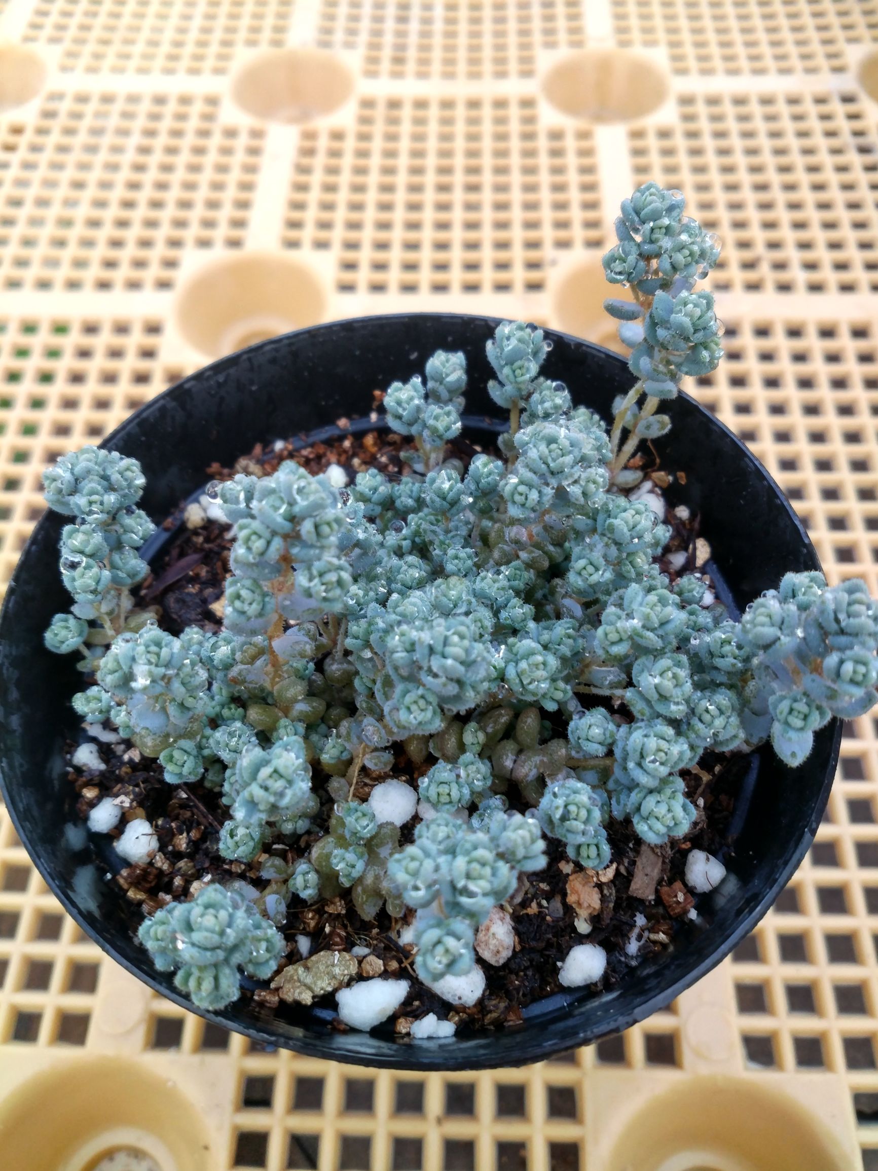 旋叶姬星美人状态,旋叶姬星美人蔫了怎么办