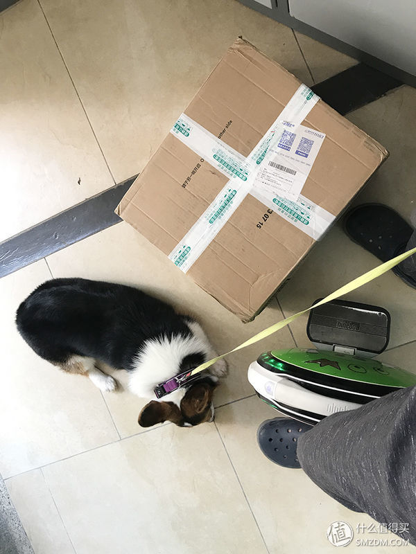 目测托米你要火!丝倍亮成犬全价托米亲吃评测以及托米的成长史