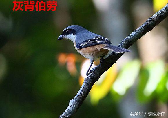 饲养伯劳的最佳温度是多少,伯劳饲养对身体有什么危害