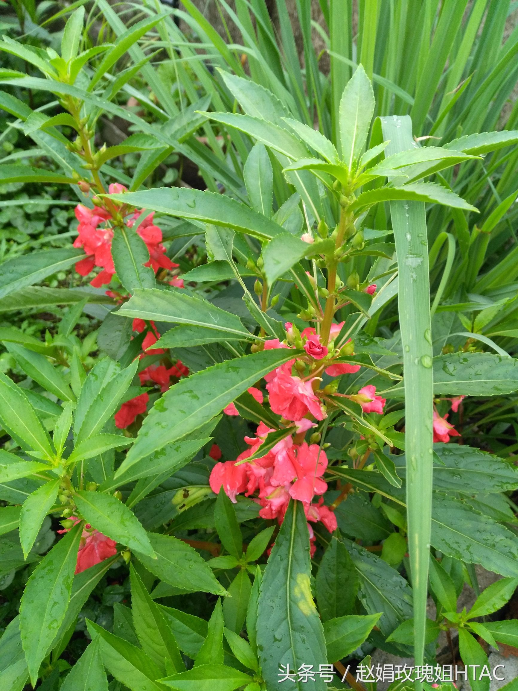 花草间,美甲绿色植物
