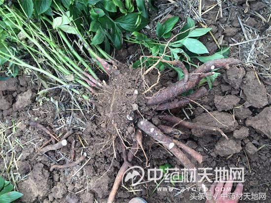 影响白芍价格行情的因素有哪些,白芍最新行情价格是涨还是降