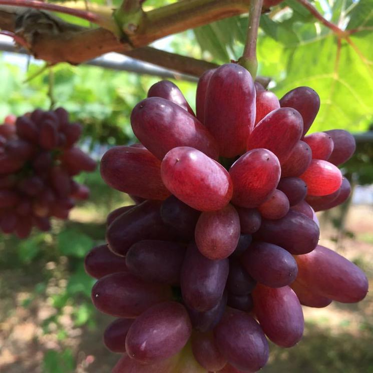 七星女王葡萄的优点和缺点,七星女皇葡萄简介