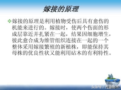 怎么辨别果树是不是嫁接的,怎样分辨果树嫁接的和不嫁接的