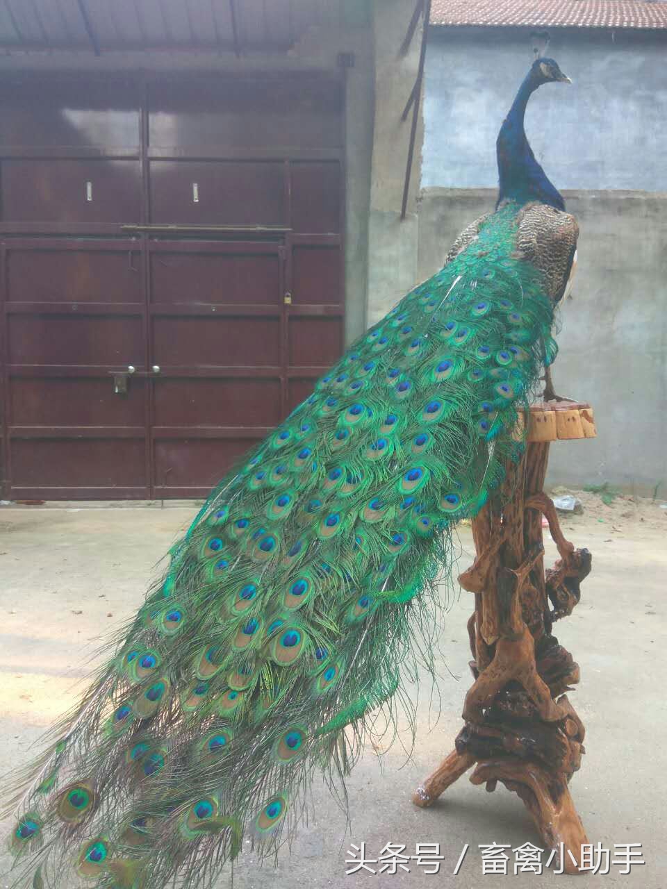 养鸡三年赚钱吗,养鸡赚钱不再愁