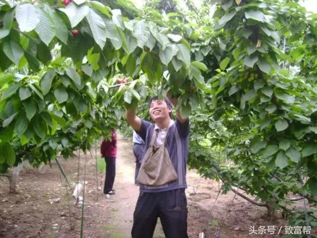 30亩樱桃一年能赚多少钱,樱桃一亩地大概可以赚多少钱