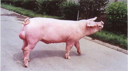 鸡蛋治猪病，常听不常见的奇招！