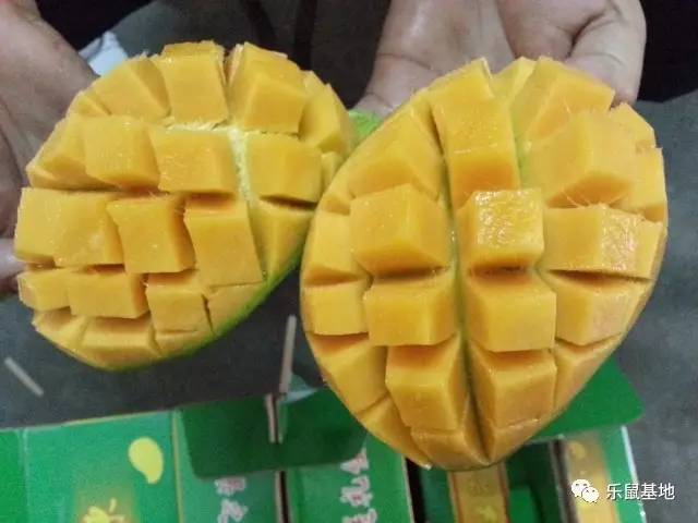 芒果的发展史 (一分钟带你了解芒果)