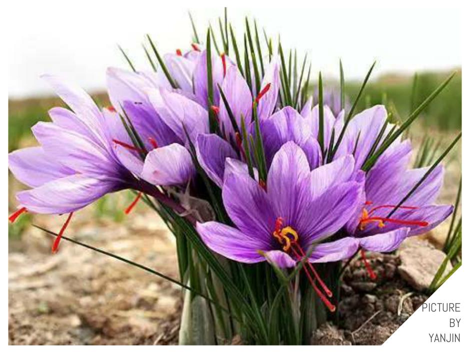 世界上最贵的花是什么,史上最贵的十种花和价格