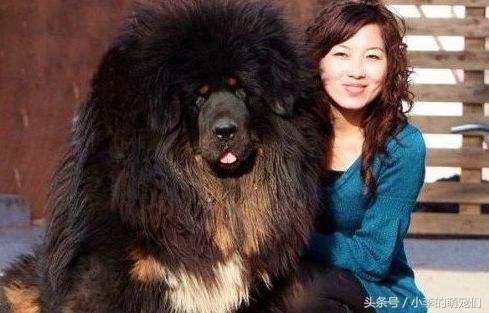 宠物知识学习,宠物狗知识全集