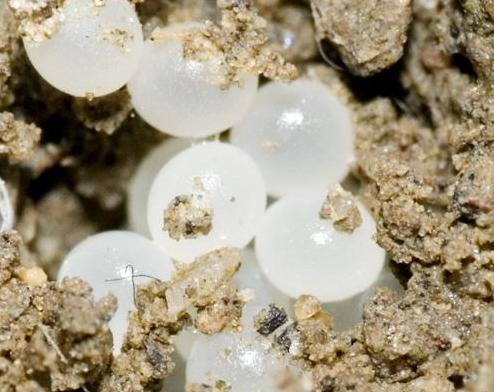 我们常见的蜗牛可不可以吃,蜗牛难道也可以吃吗