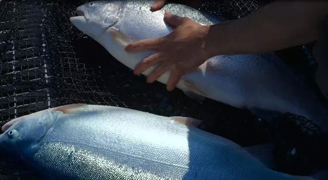 澳洲三种特别好吃的鱼,除了北冰洋还有什么洋