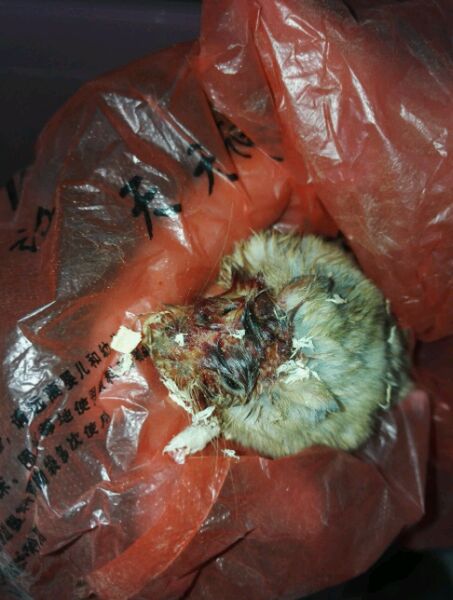 仓鼠被妹妹弄死了,女生养的仓鼠被咬死了