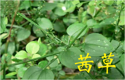 农村常见的43种中草药,农村常见却被忽略的草药