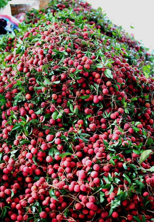 为博美人一笑不惜一切的诗句,只为博妃子一笑