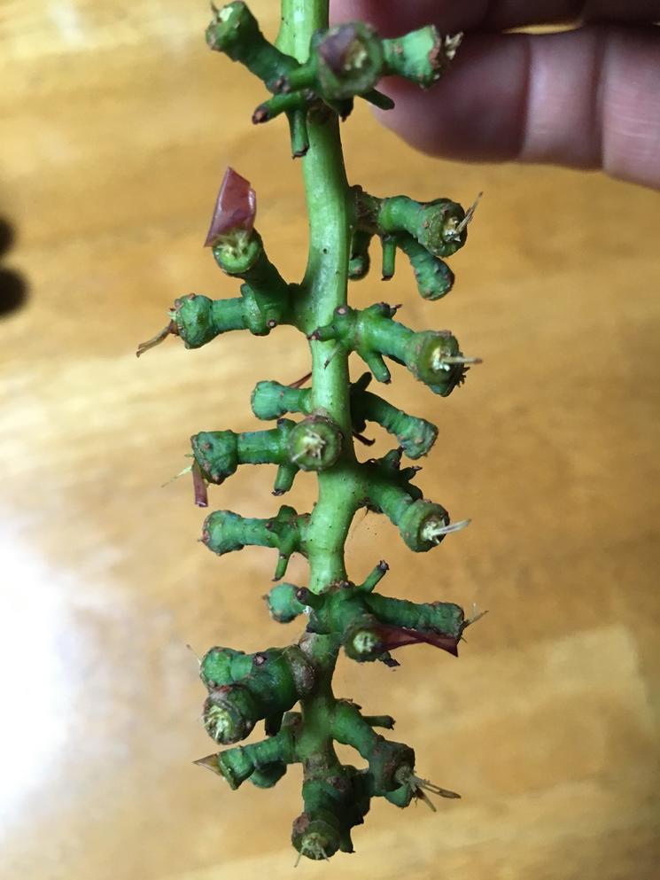 七星女王葡萄的优点和缺点,七星女皇葡萄简介