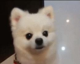 白醋可以给狗狗洗耳朵吗,狗狗的耳朵怎么洗干净