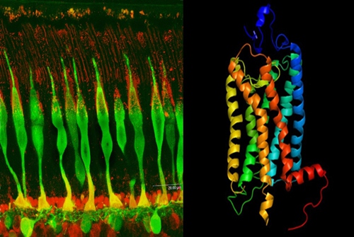 光控大脑,大脑的锁怎么开