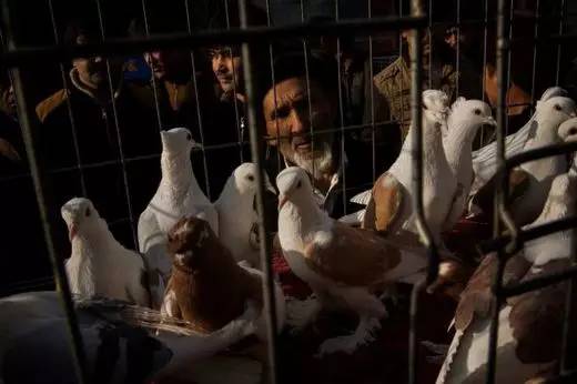 美媒称*疆新**人酷爱鸽子：纯种雏鸽卖出14万美元